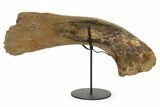Fossil Hadrosaur (Edmontosaurus) Scapula w/ Stand - South Dakota #339125-1
